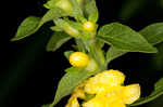 Mullein foxglove